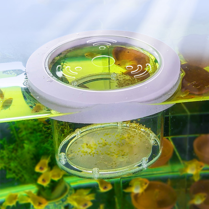 Box Fish In Aquarium - Suspended Fish Tank Breeding Isolation Box