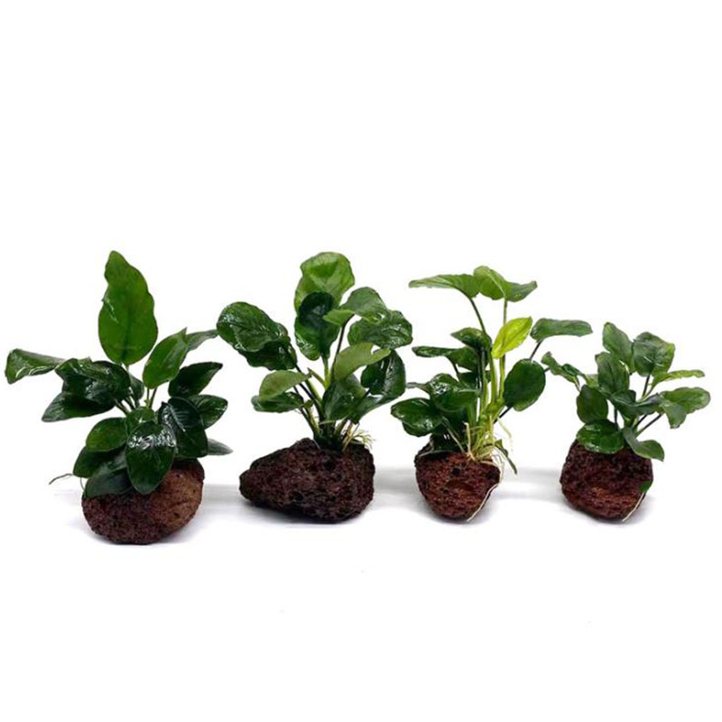 Volcanic Aquarium Decoration F - Aquarium Fish Pot review and price