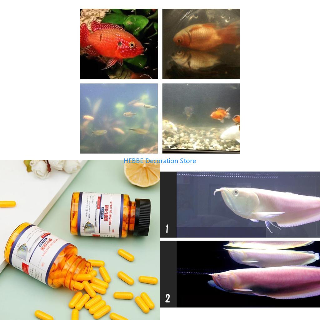 B0KC Nitrifying Capsules Estab - Aquarium Fish Medicine review and price
