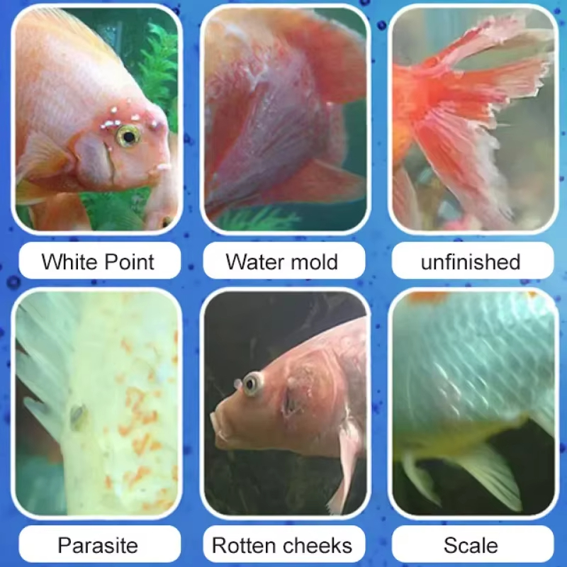 SIKEZHAN Fish Disease Treatmen - Aquarium Fish Medicine review and price