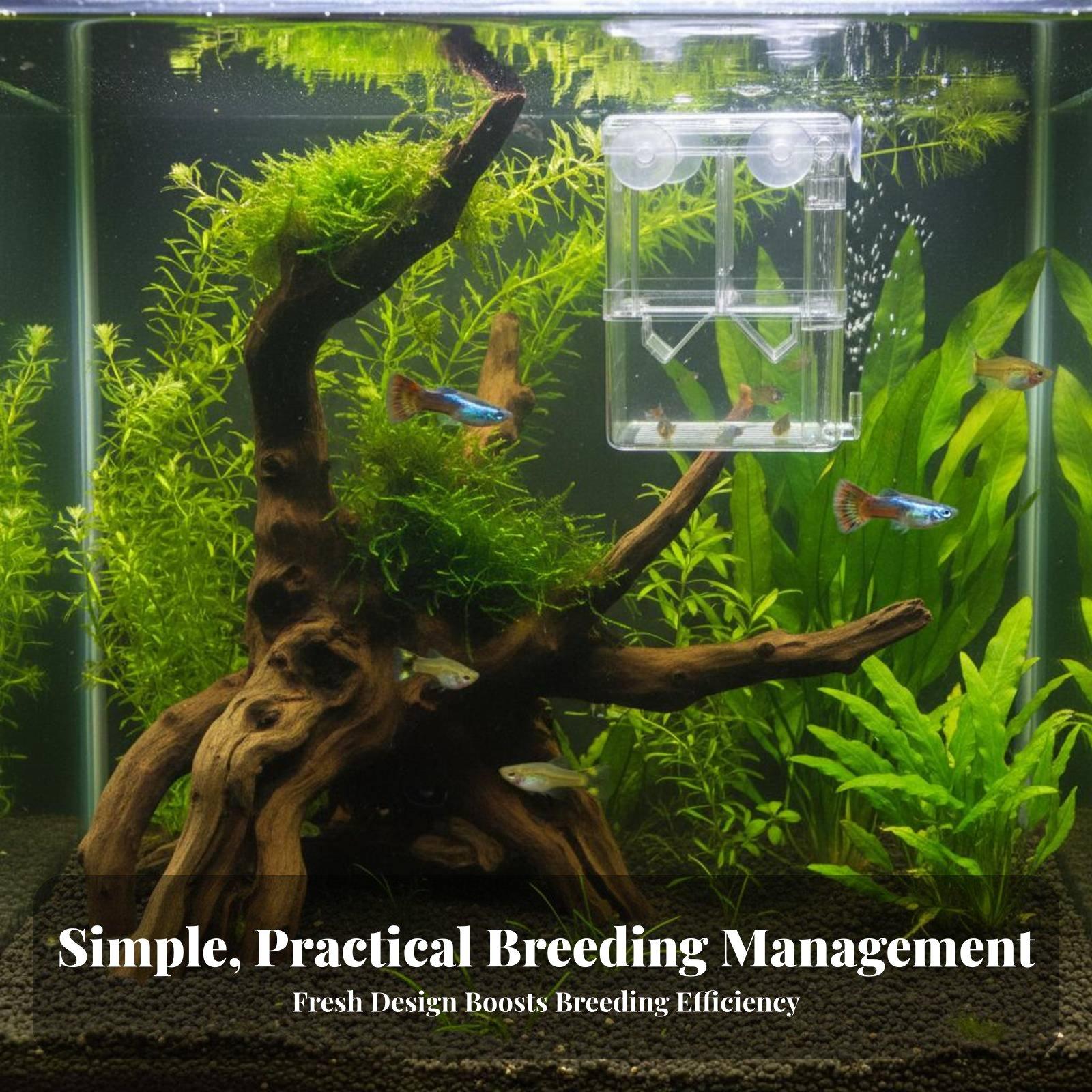 Double Layer Aquarium Breeding - Box Fish In Aquarium review and price