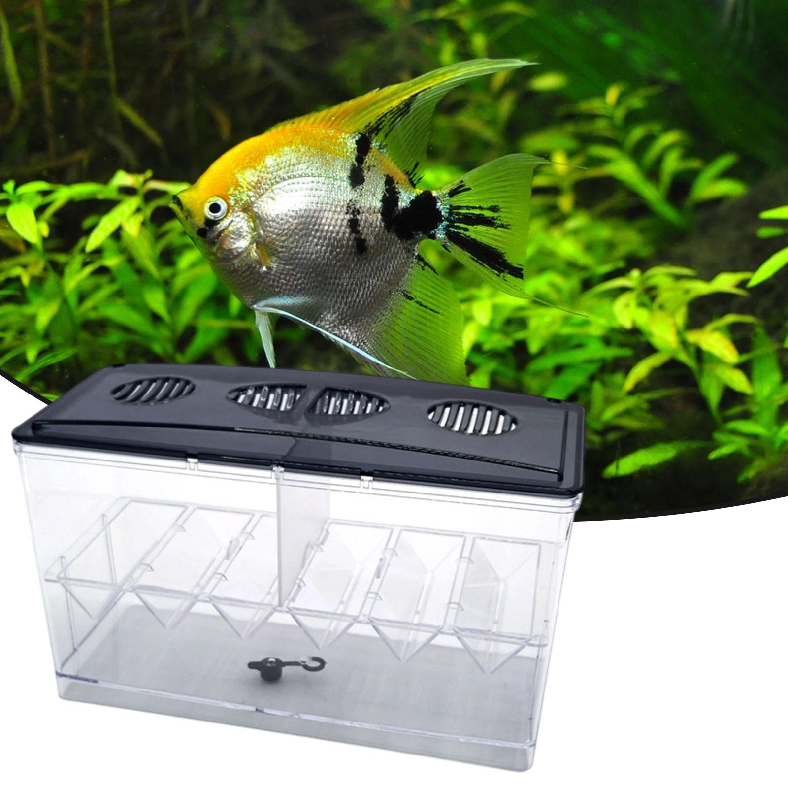Floating Fish Breeding Isolati - Box Fish In Aquarium review and price