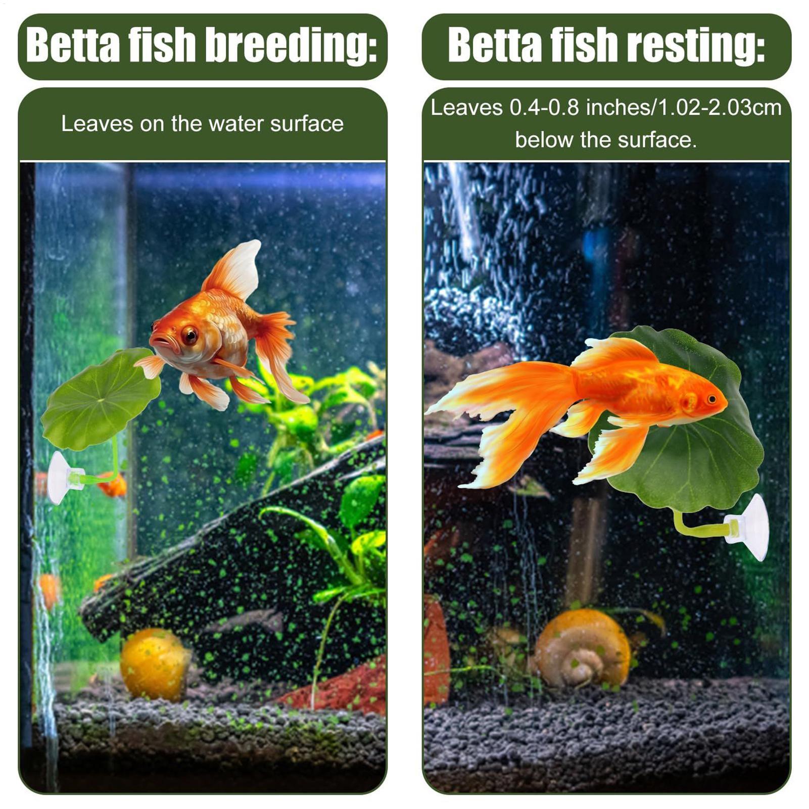 Betta Fish Hammock 5 Pieces Ad - Fish Toys For Aquarium review and price