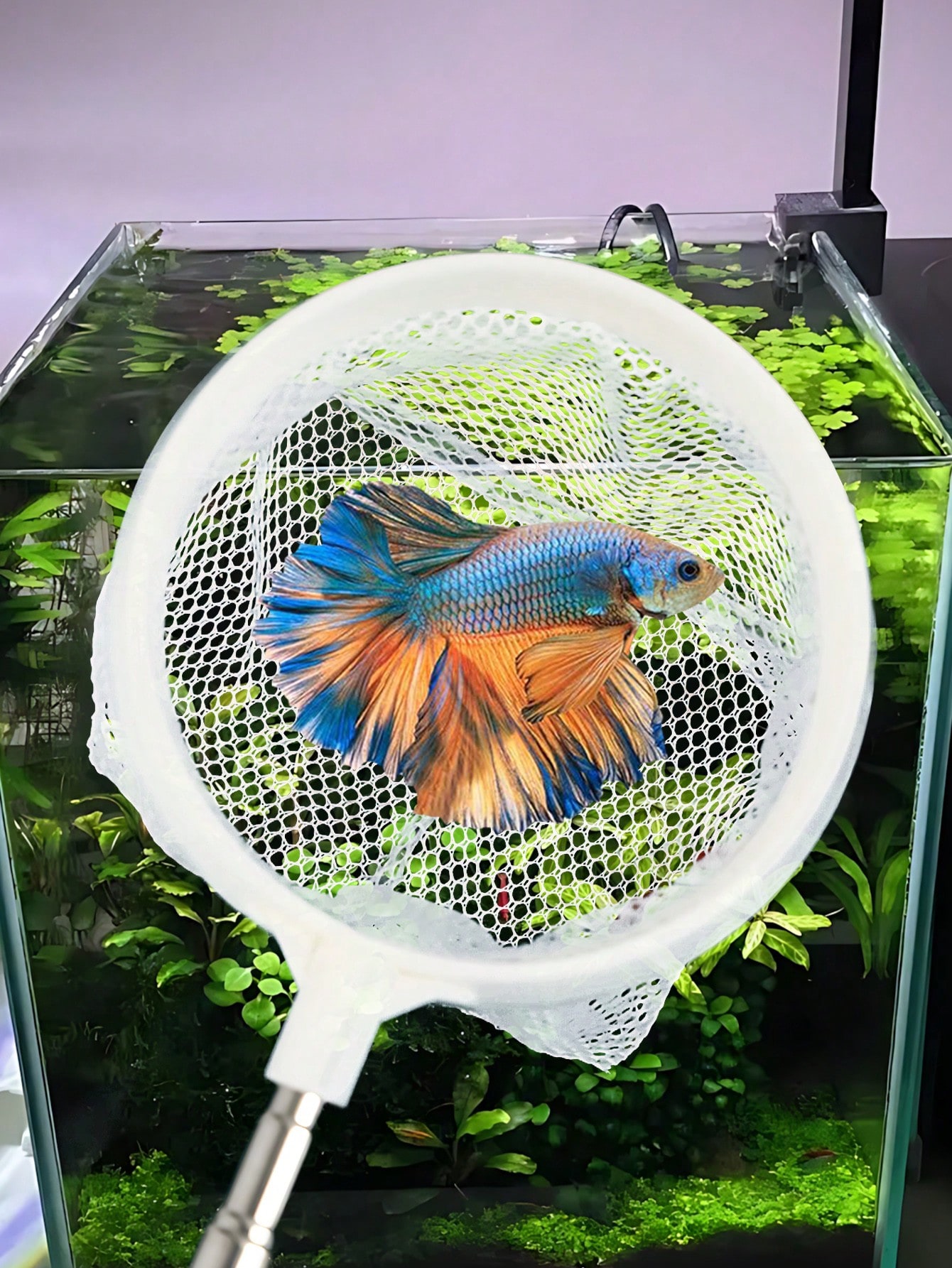 Aquarium Fish Net - a Retracta - Aquarium Fish Food review and price