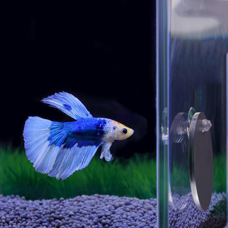 Aquarium Betta Mirror Fish Tan - Aquarium Fish Escape review and price