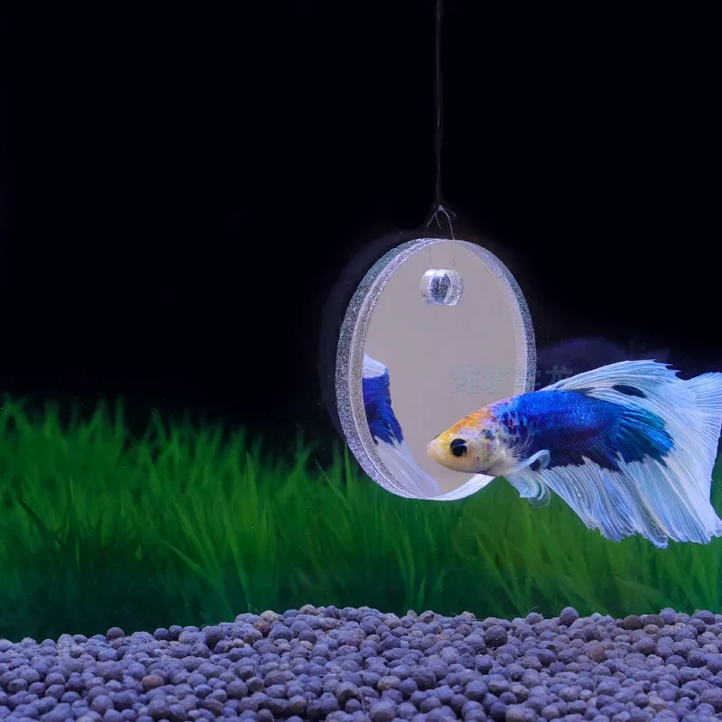 Aquarium Betta Mirror Fish Tan - Aquarium Fish Escape review and price