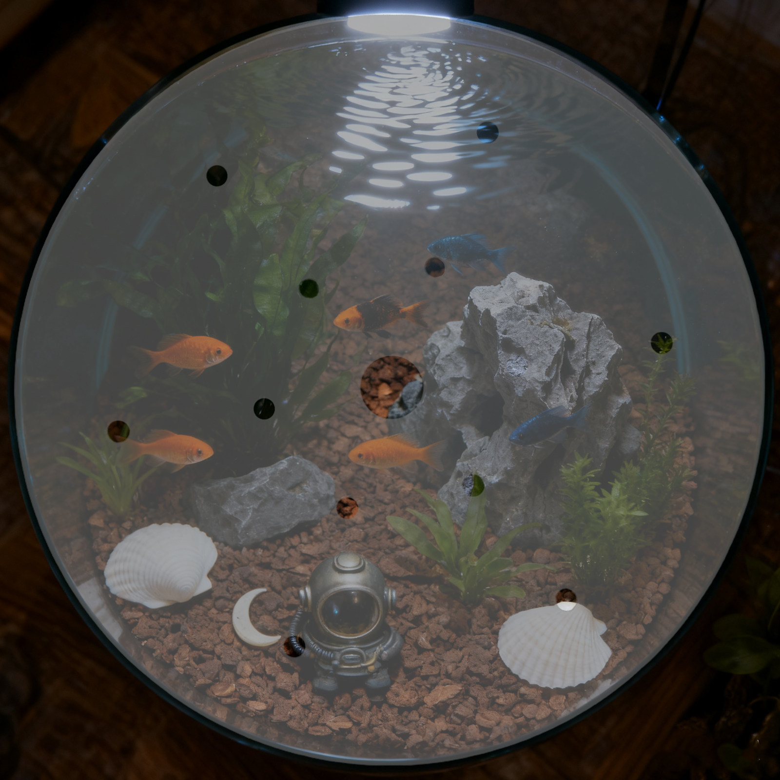 7 Inch Round Acrylic Fish Tank - Aquarium Fish Escape review and price